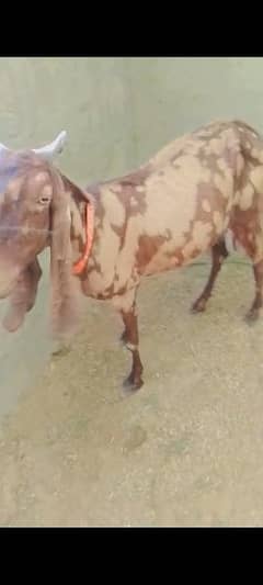 kamori ajrak bakri or sat bacha for sale