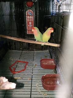 Fisher pair with cage