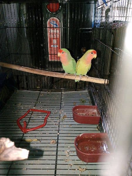 Fisher pair with cage 0