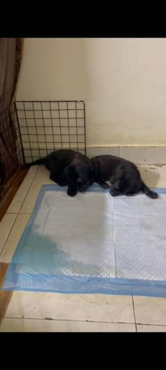 2 months female Labrador retriever