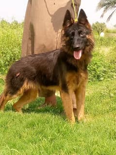 German shepherd dubal cout female age 7 mahnt for sale