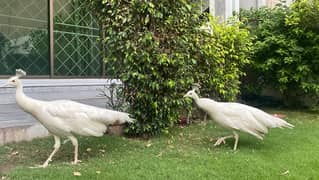 WHITE PEACOCK PAIR