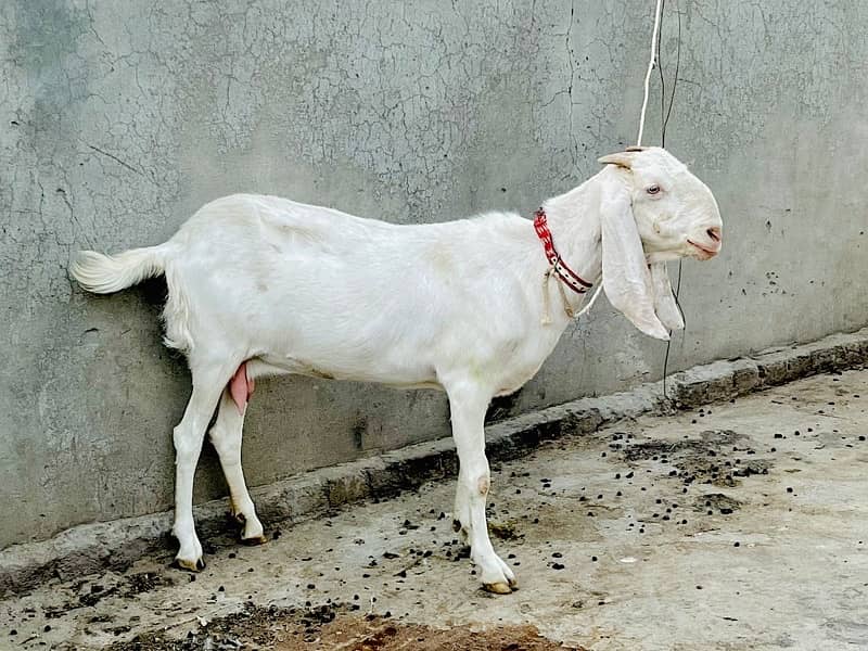 pajanpuri bakri ha delevery nhi ho ge a ma ap la Ka jou gaa 0