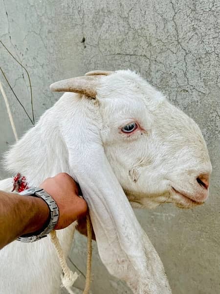 pajanpuri bakri ha delevery nhi ho ge a ma ap la Ka jou gaa 2