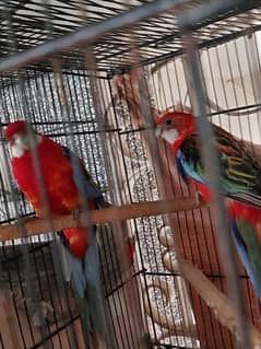 Red and Maili Rosella pair