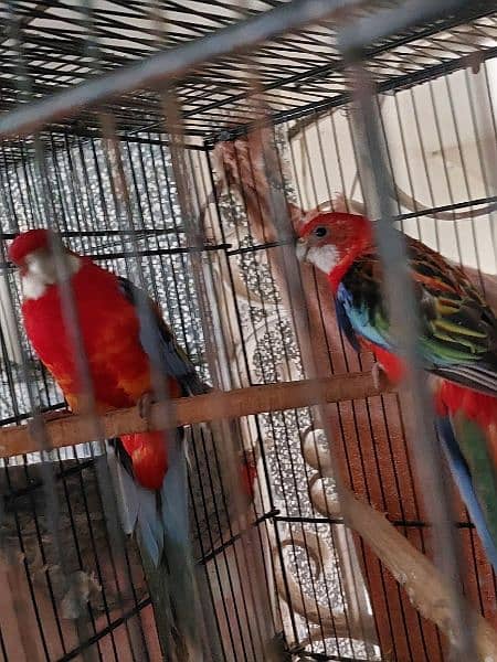 Red and Maili Rosella pair 0