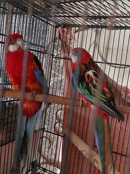 Red and Maili Rosella pair 2