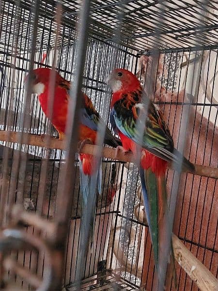 Red and Maili Rosella pair 3