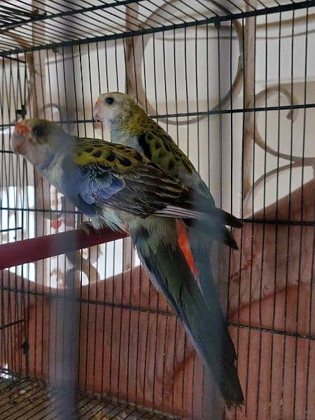 Red and Maili Rosella pair 4