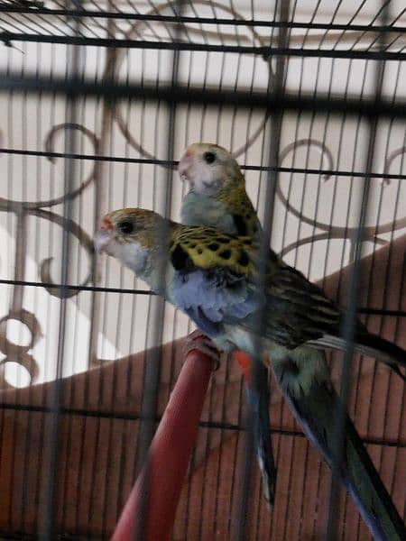 Red and Maili Rosella pair 5