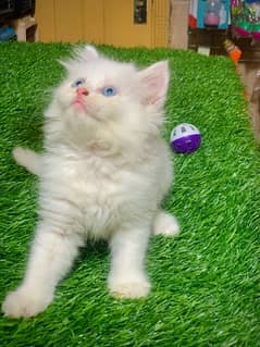 Persian kitten