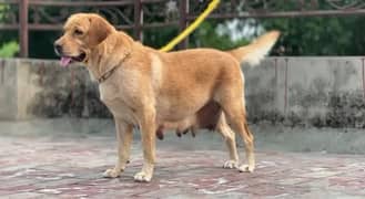 Labrador female far sale