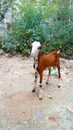 Gulabi Nose Teddy Male