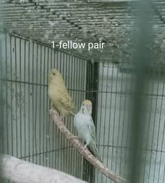 5 Healthy Budgies pairs