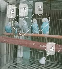 Healthy Budgies pairs