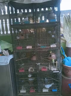 Whole Setup Dove & Budgies with Cage