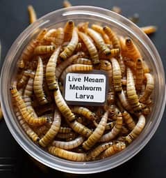 Bird Food - Live Mealworm Larva for Sale