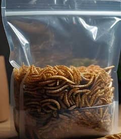 "Bird Food - Live Mealworm Larva for Sale"