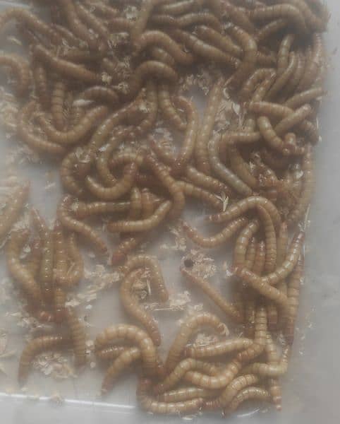 "Bird Food - Live Mealworm Larva for Sale" 2