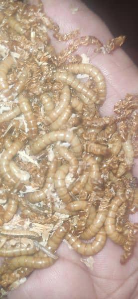 "Bird Food - Live Mealworm Larva for Sale" 3