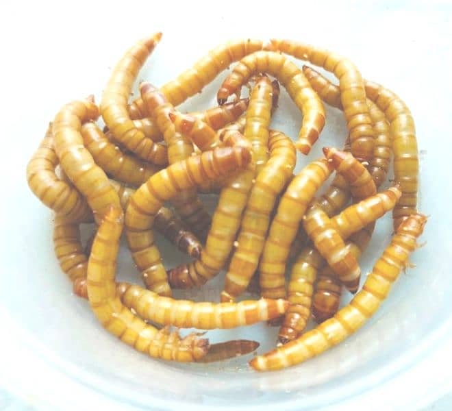 "Bird Food - Live Mealworm Larva for Sale" 4