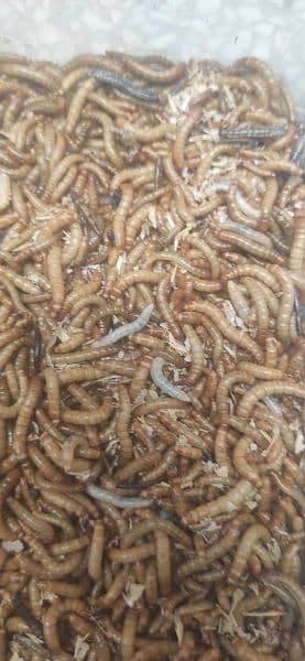 "Bird Food - Live Mealworm Larva for Sale" 5