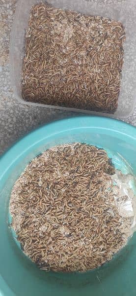 "Bird Food - Live Mealworm Larva for Sale" 6