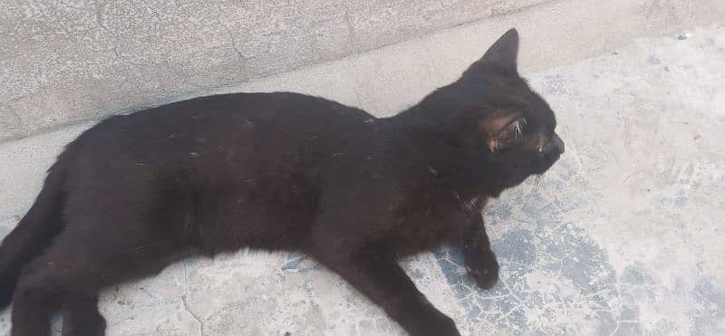 American breed black panther CAT 2