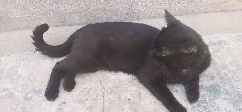 American breed black panther CAT 5