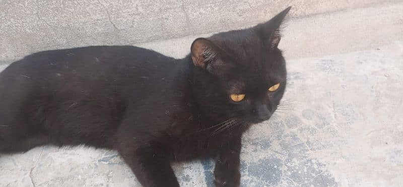 American breed black panther CAT 6