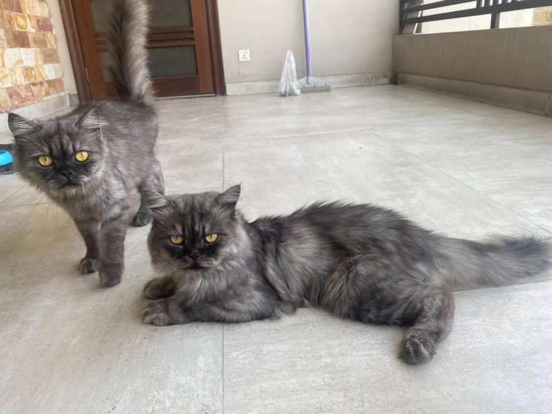 Persian Breeding Pair for Sale 2