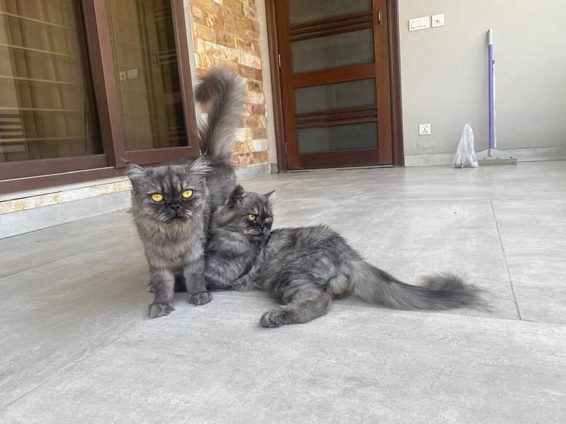 Persian Breeding Pair for Sale 5