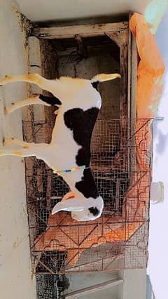 rajanpuri goat 3 month argent sell