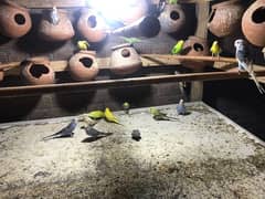 austrailian parrots (budges) for sale male or femle pairs