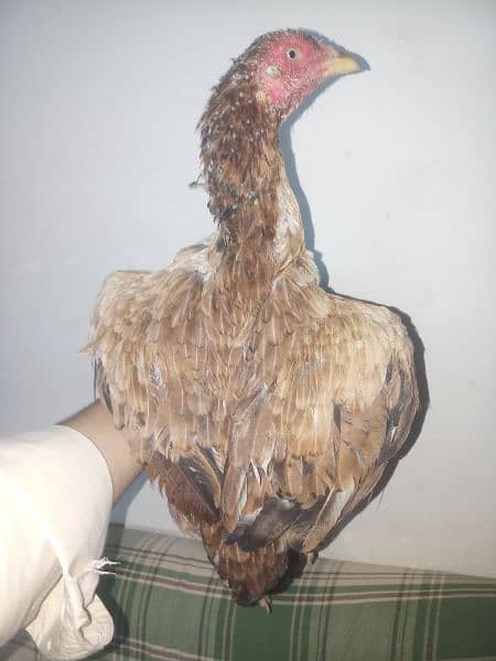 Aseel mianwali female available All type aseel female for sale 6