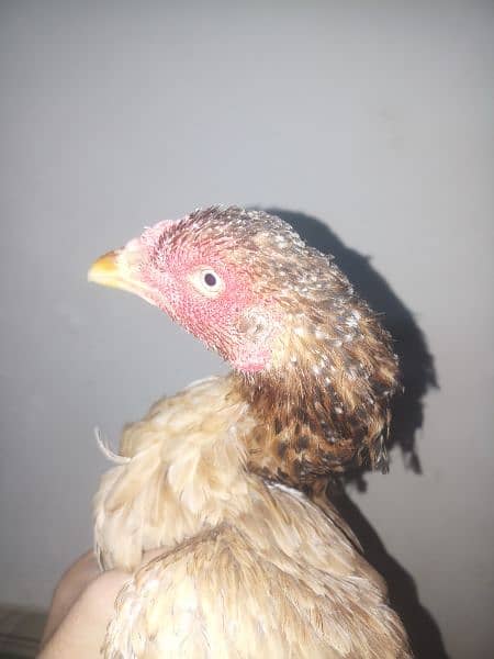 Aseel mianwali female available All type aseel female for sale 5