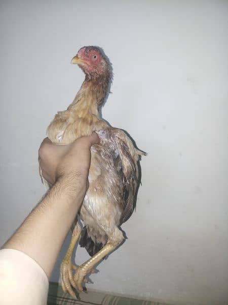 Aseel mianwali female available All type aseel female for sale 7