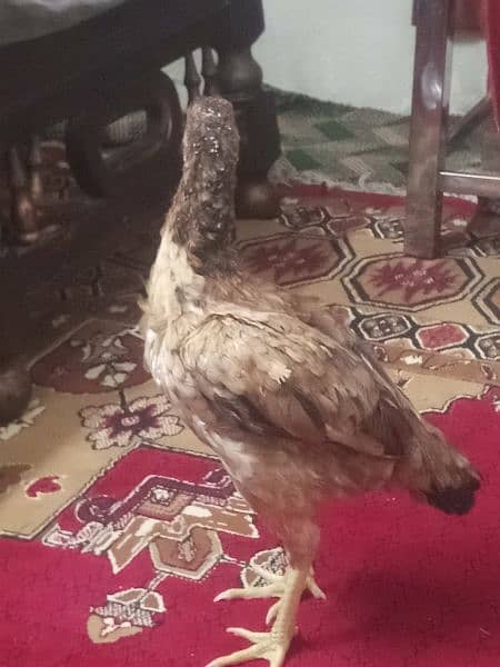 Aseel mianwali female available All type aseel female for sale 4