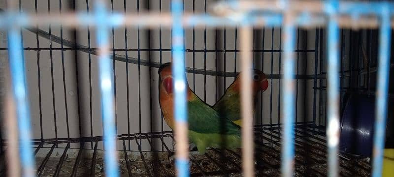 Opaline Lovebirds two Pieces 0