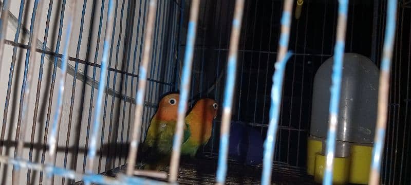 Opaline Lovebirds two Pieces 1