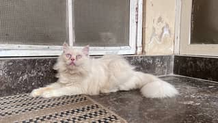 pure Persian white color pair for sale