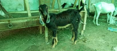 Nachi goat bakri