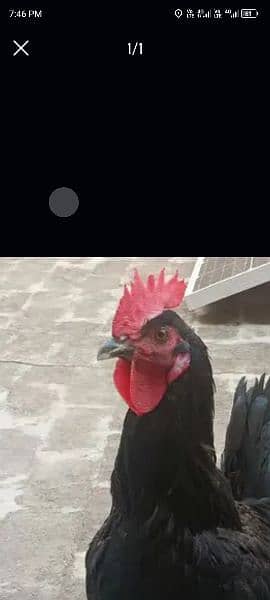 Australorp 0