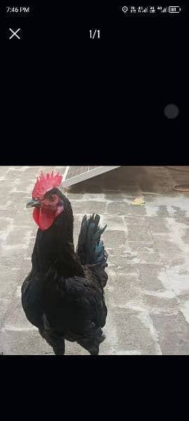 Australorp 2