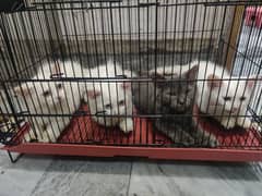 white kittens urgent sale