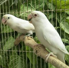 Albino Red Eye x albino Split ino Pair. Ready to breed