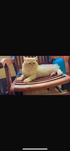 persian male cat fully vaccinated and obedient