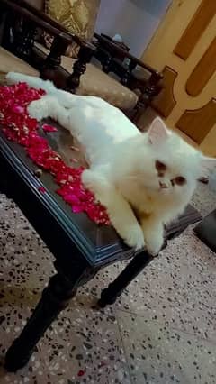 prshean male cat full Trained