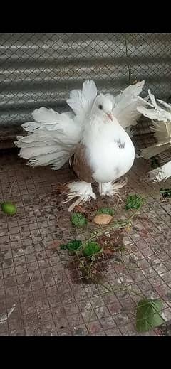 Indian/American fantail Pair with 1 extra female