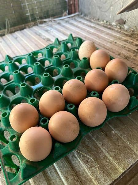 Brahma chicks and eggs for sale 1